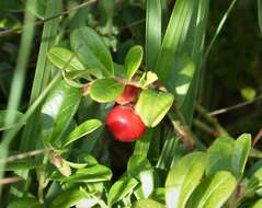 Image of lingonberry