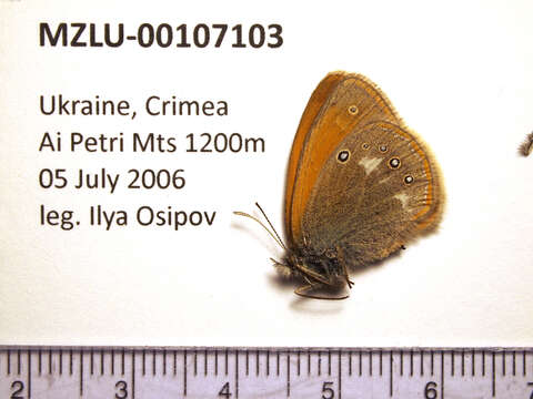 Image of Coenonympha glycerion