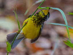 Слика од Cardellina canadensis (Linnaeus 1766)