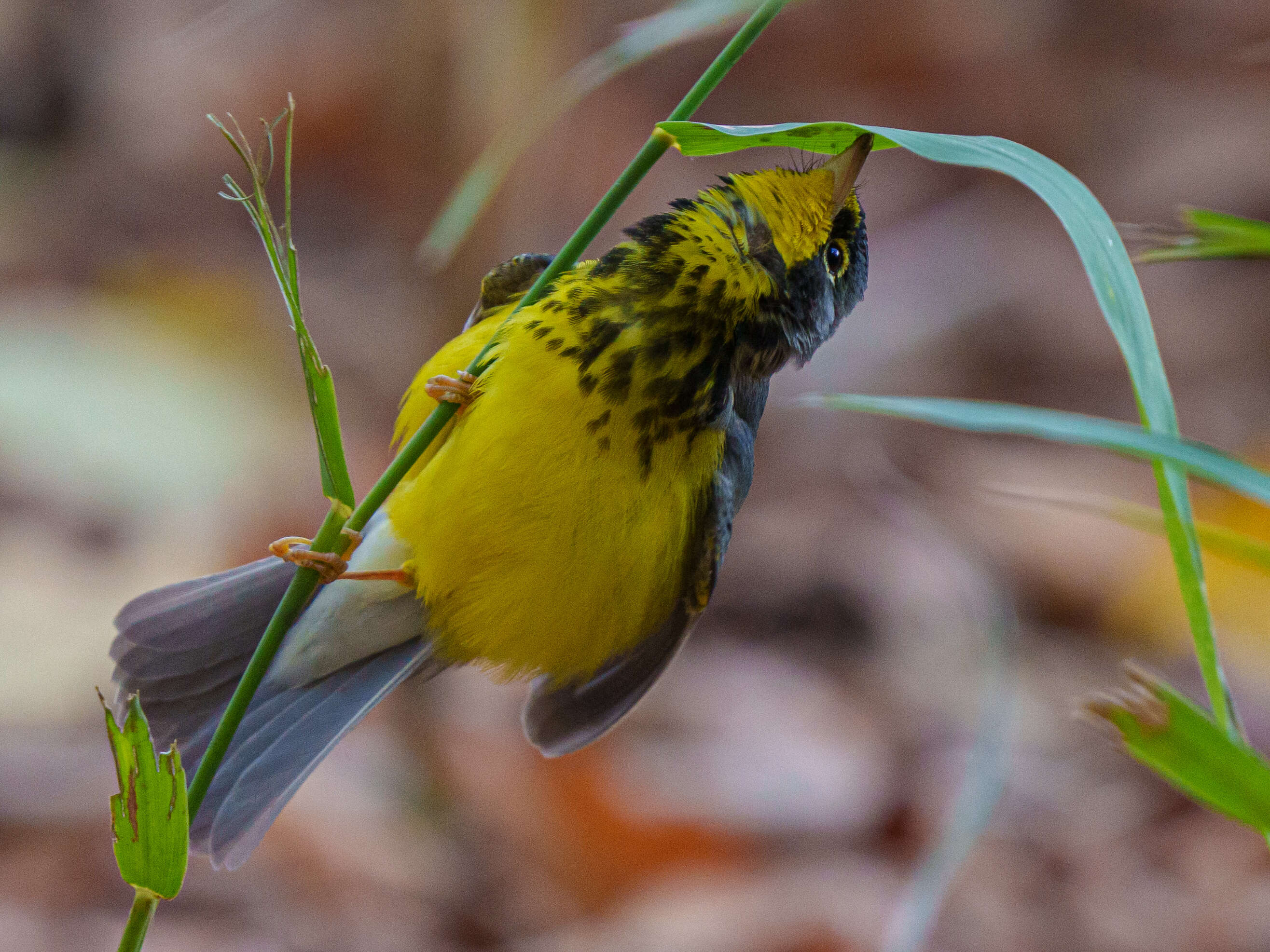 Слика од Cardellina canadensis (Linnaeus 1766)