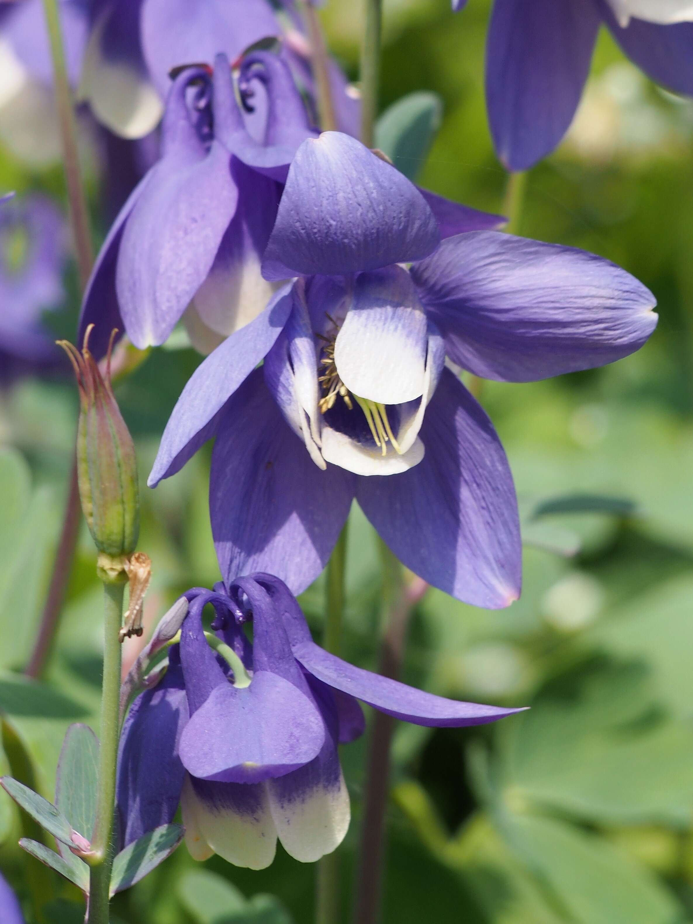 Image of fan columbine