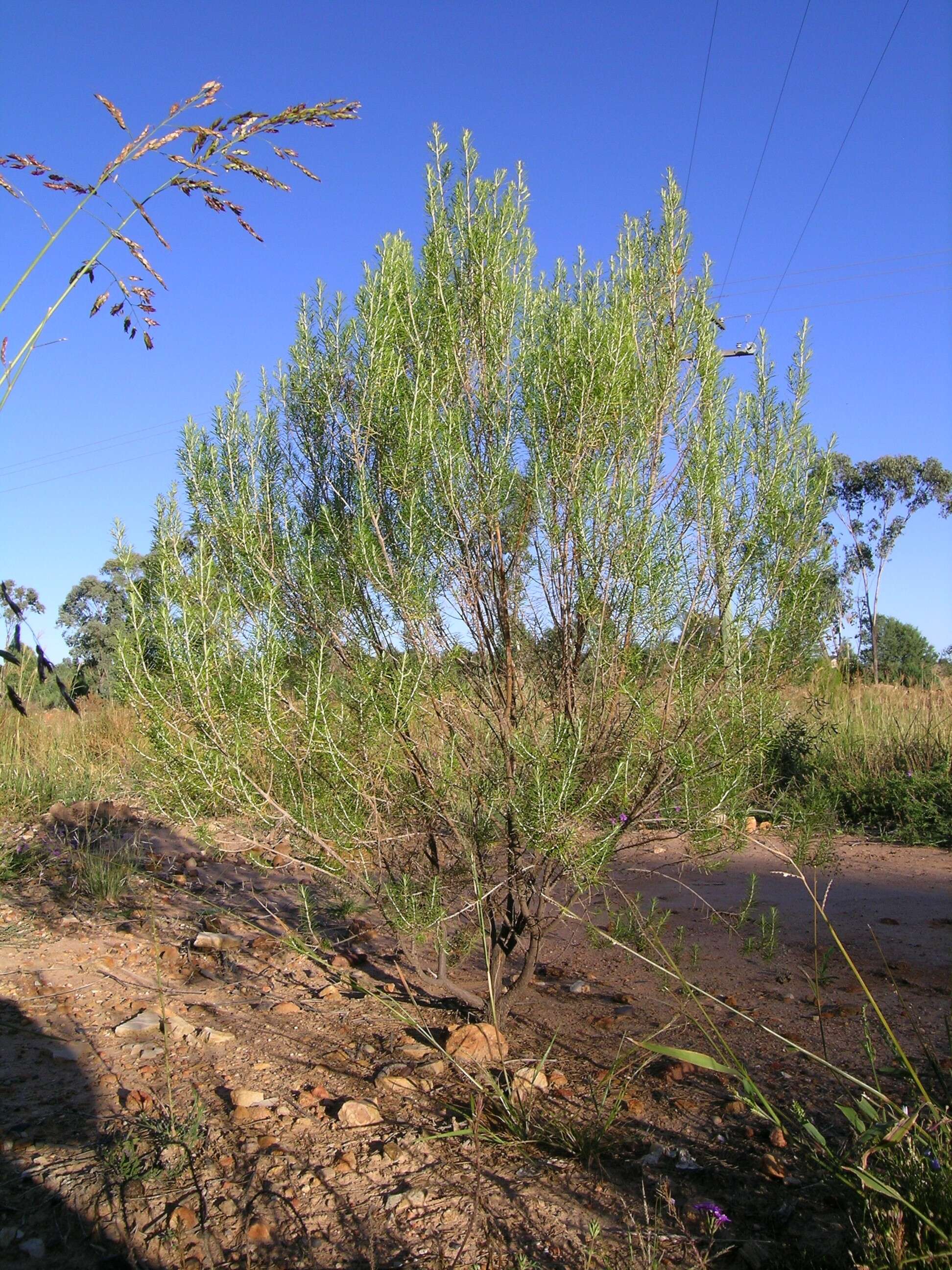 Plancia ëd Cassinia arcuata R. Br.