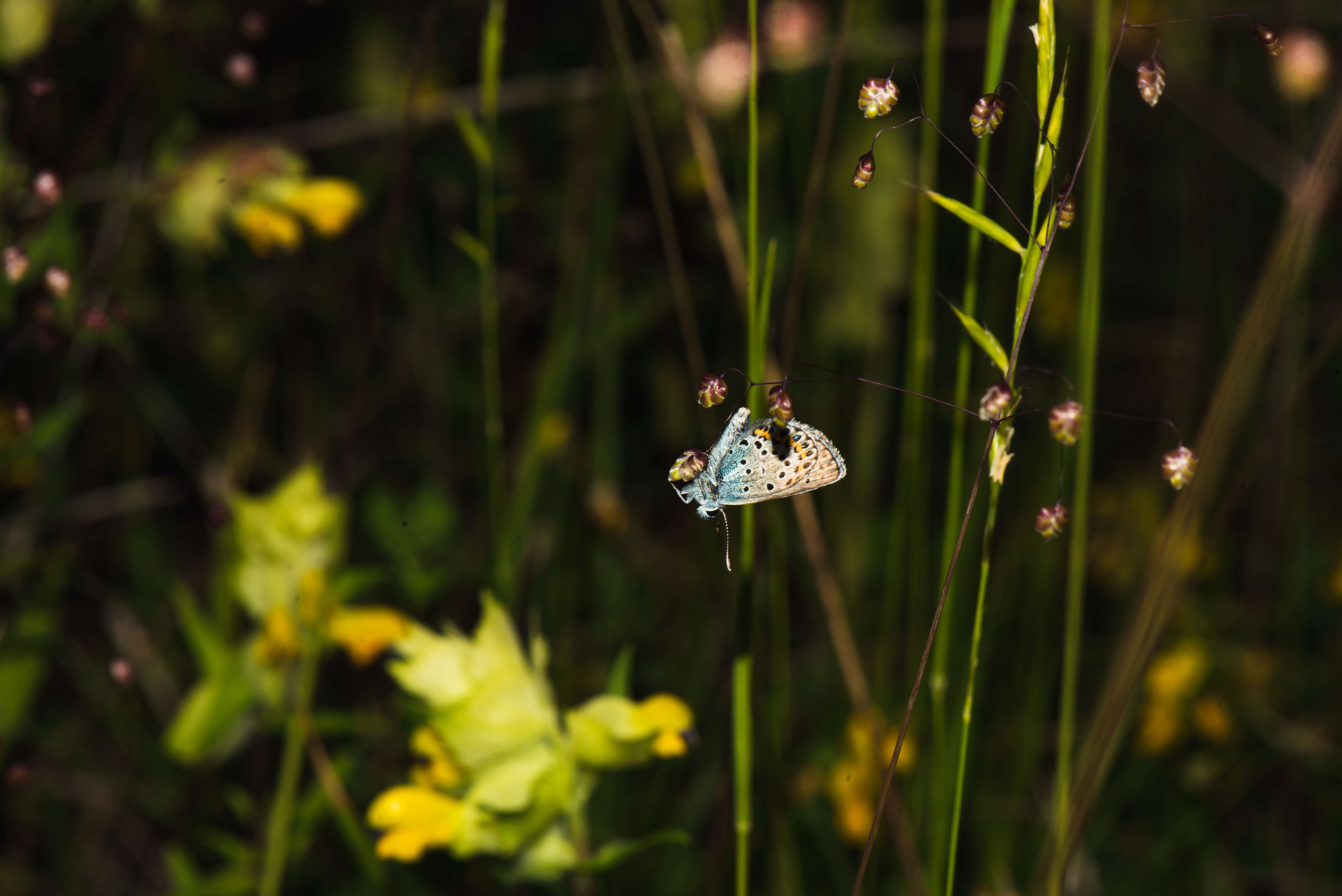 Image of Plebejus idas