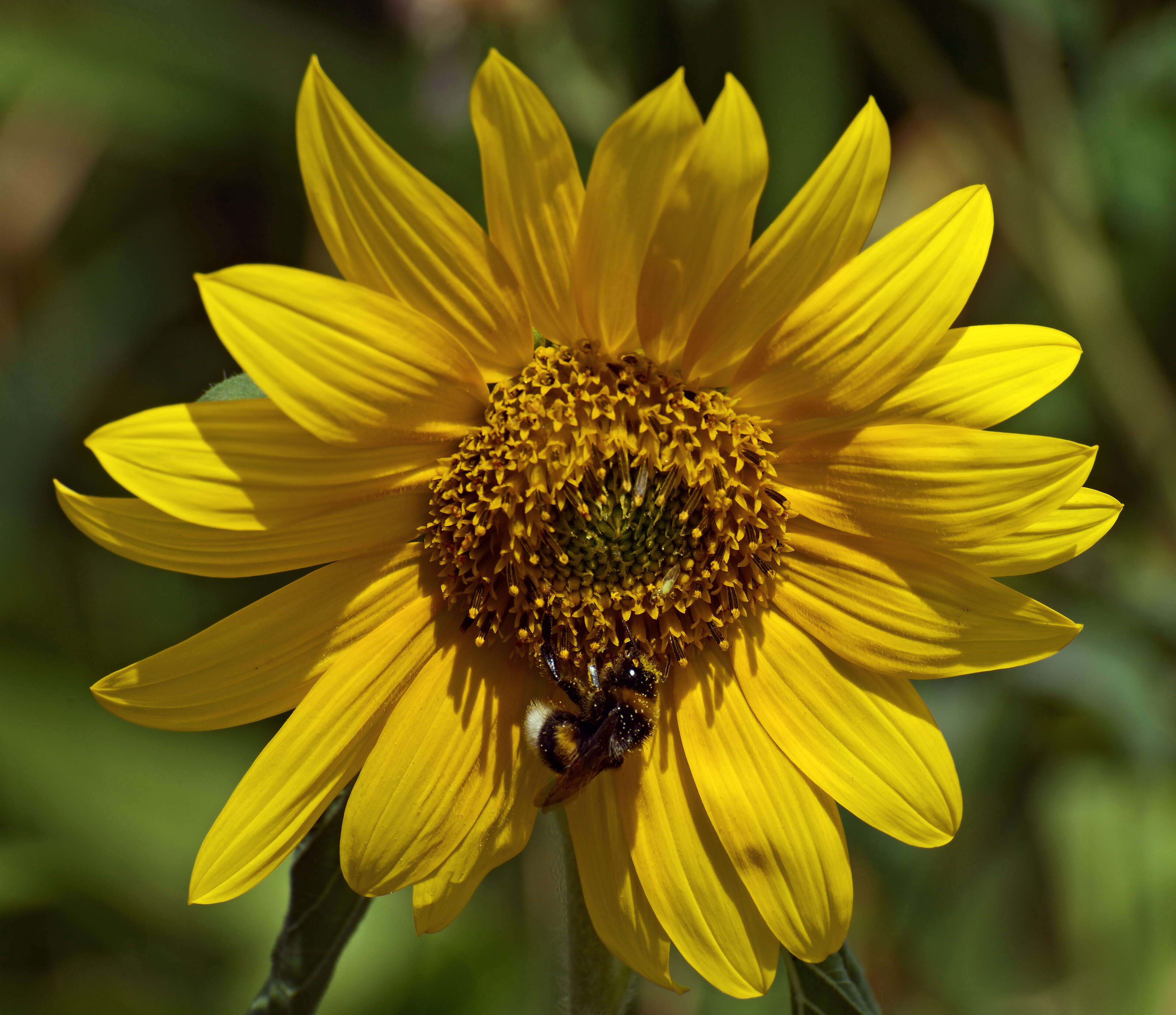 Image of Shrill carder bee