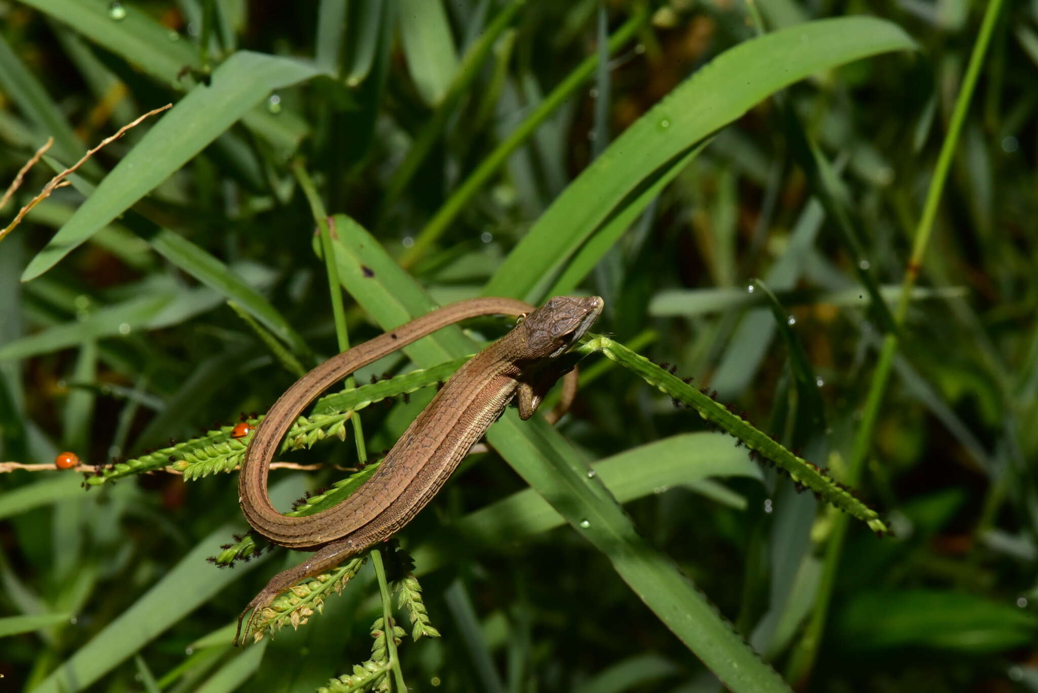 Image of Takydromus luyeanus Lue & Lin 2008