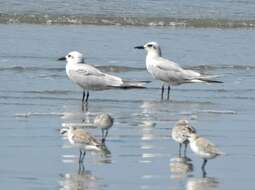 Image of Gull-billed Terns