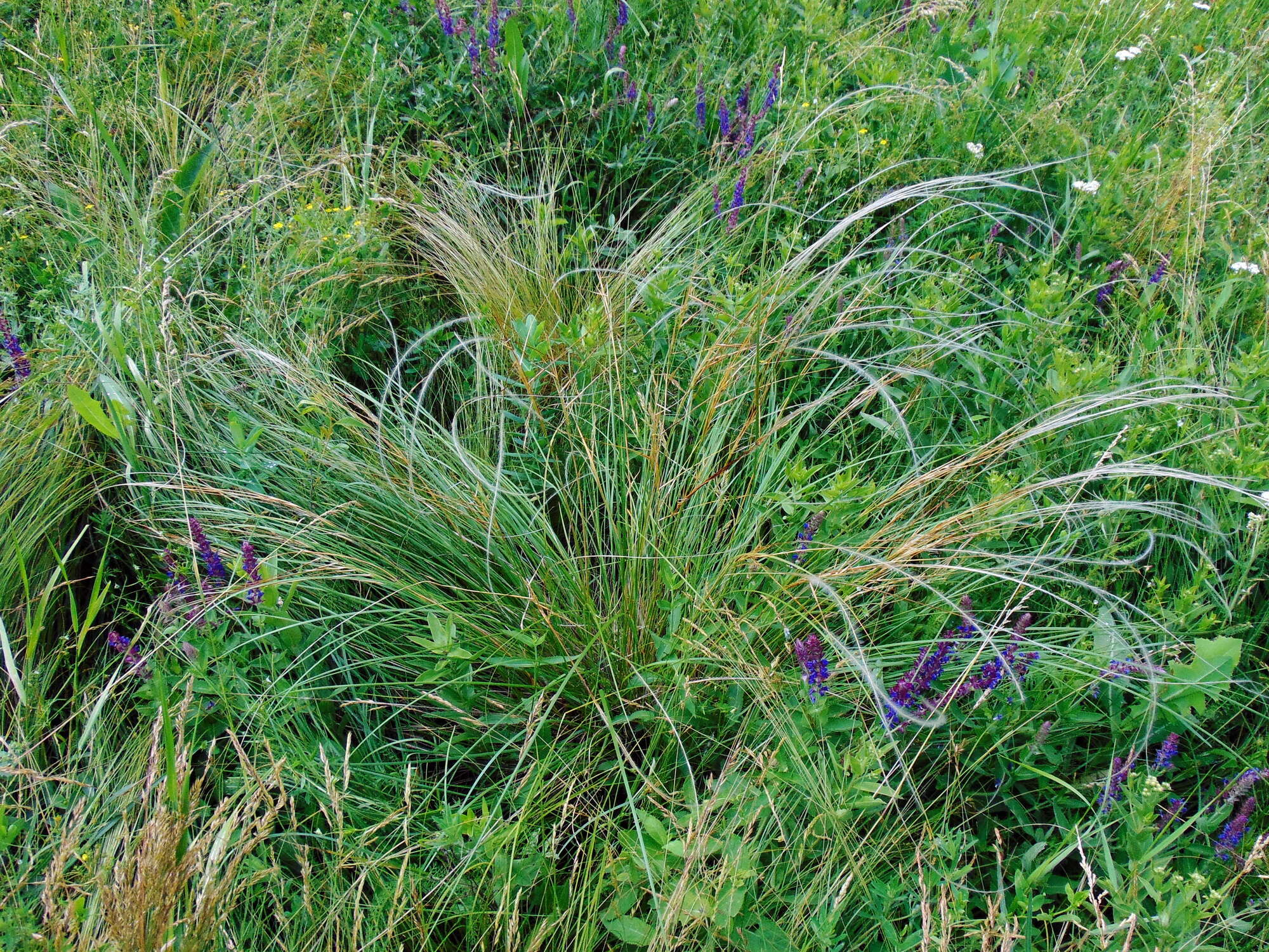 Imagem de Stipa pulcherrima K. Koch