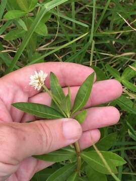 Imagem de Alternanthera philoxeroides (Mart.) Griseb.