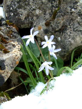 Image of Scilla nana (Schult. & Schult. fil.) Speta