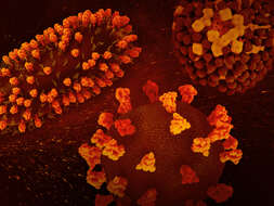 Image de Human respiratory syncytial virus