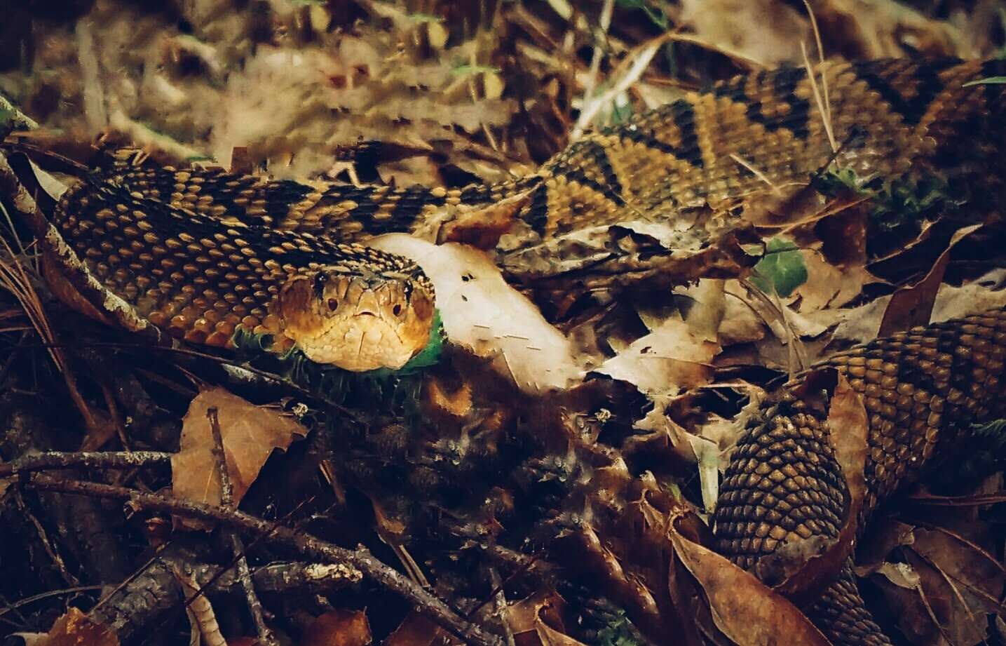 Image of Crotalus totonacus Gloyd & Kauffeld 1940