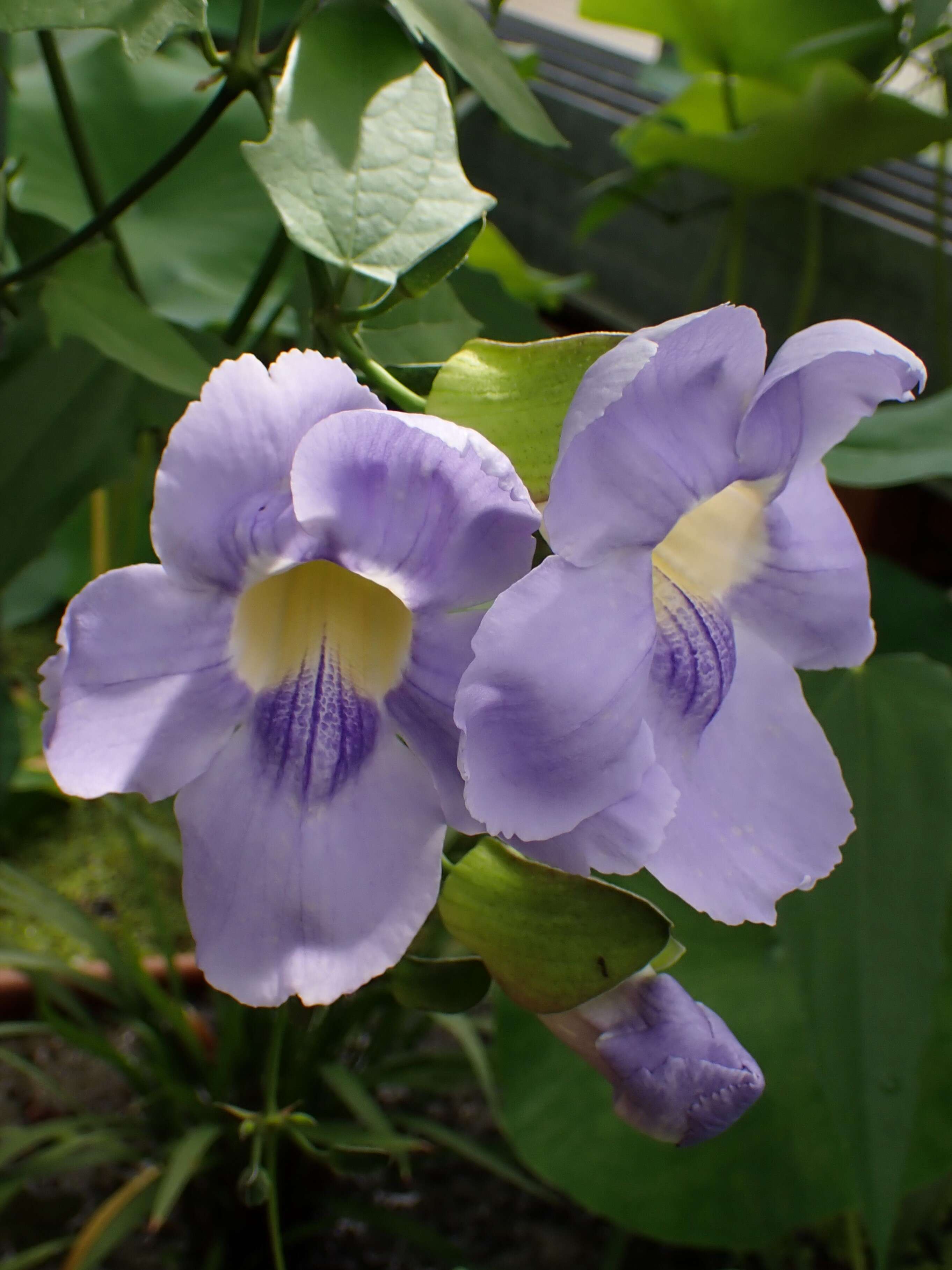 Image of Bengal clock vine