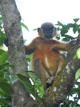 Trachypithecus pileatus (Blyth 1843) resmi