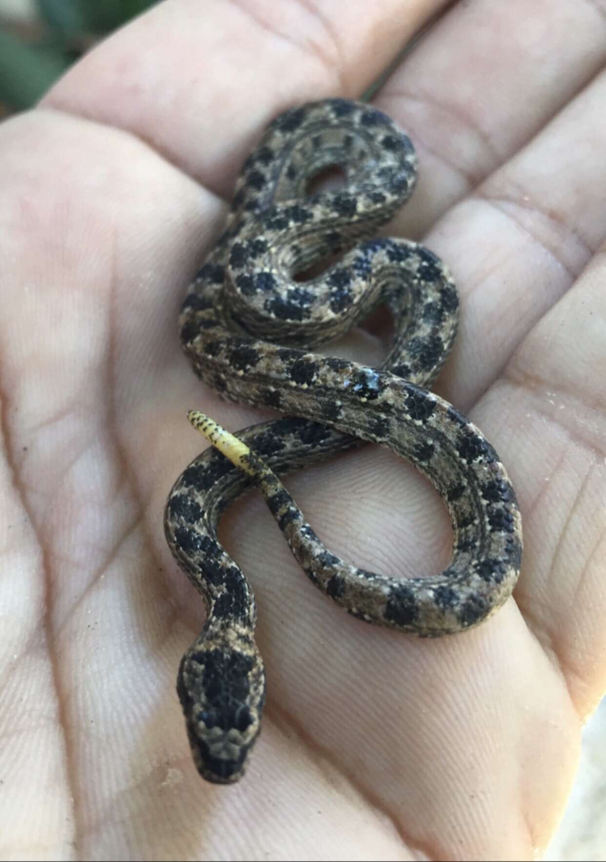 Sivun Tropidophis caymanensis Battersby 1938 kuva