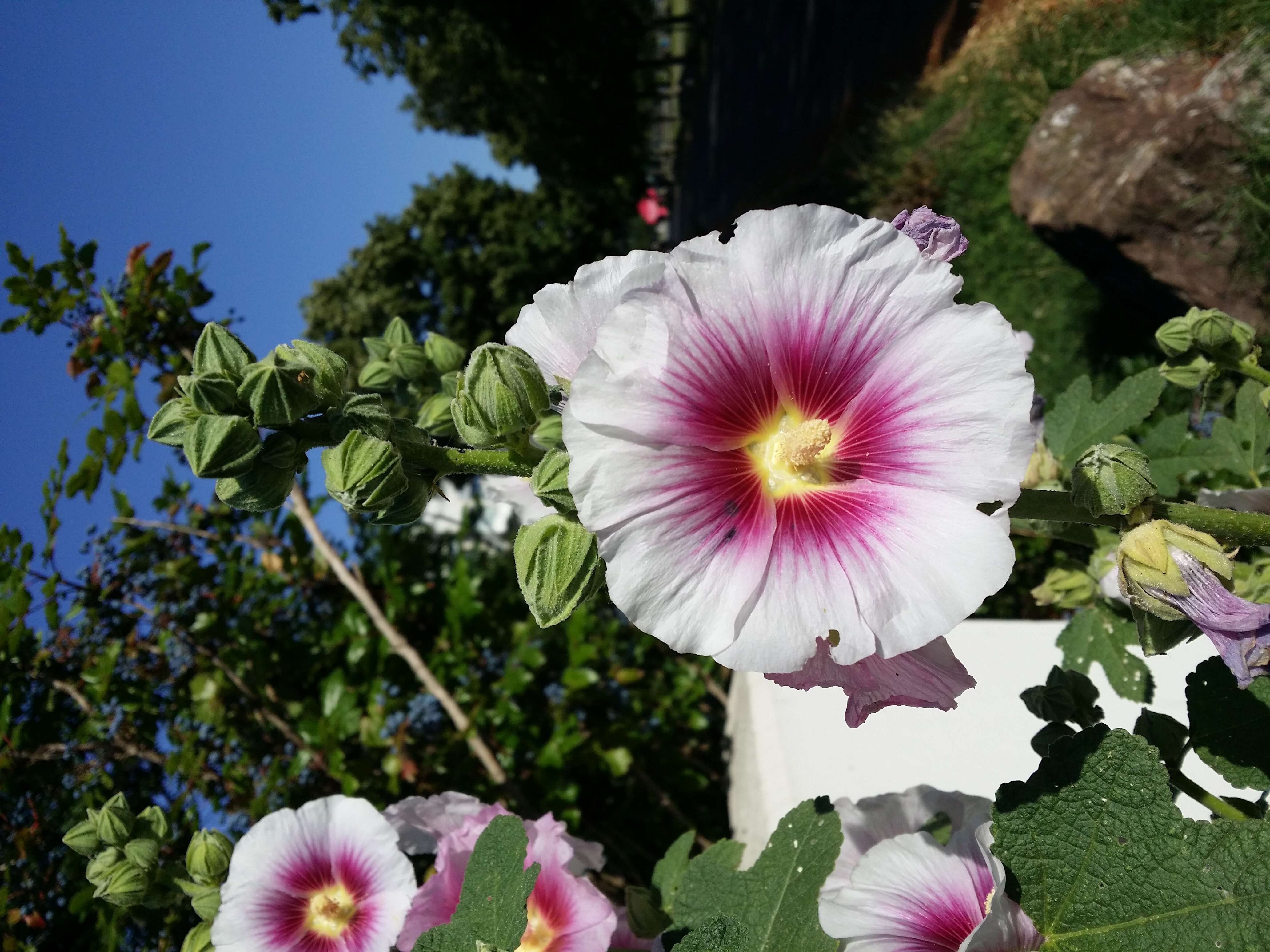 Image of hollyhock