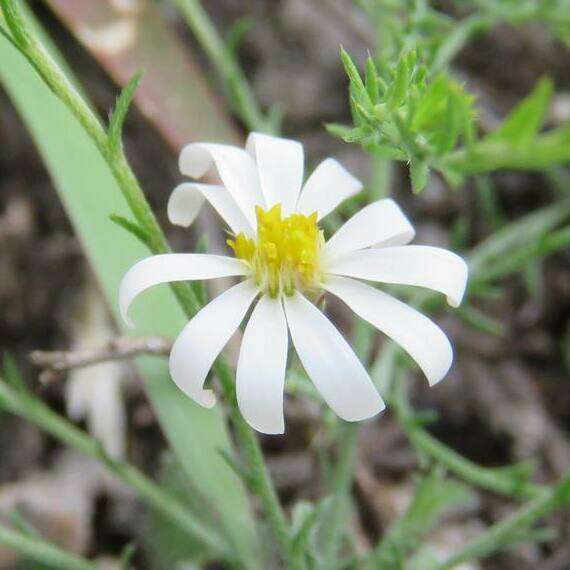 Image de Symphyotrichum trilineatum (Sch. Bip. ex Klatt) G. L. Nesom