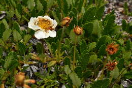 Imagem de Dryas octopetala L.