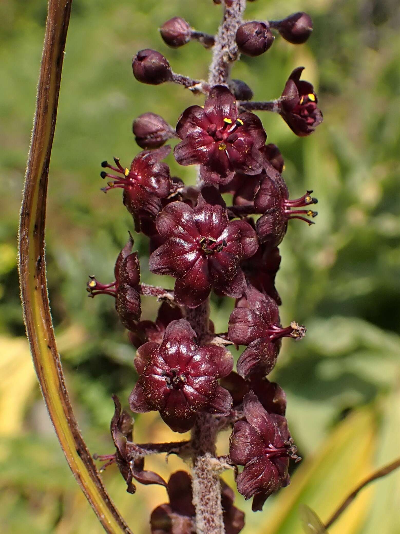 Image of black false hellebore