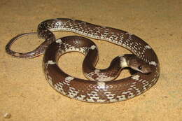 Image of Barred Wolf Snake