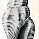 Image of Anacithara caelatura Hedley 1922