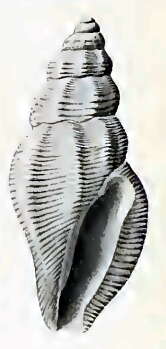 Image of Anacithara caelatura Hedley 1922