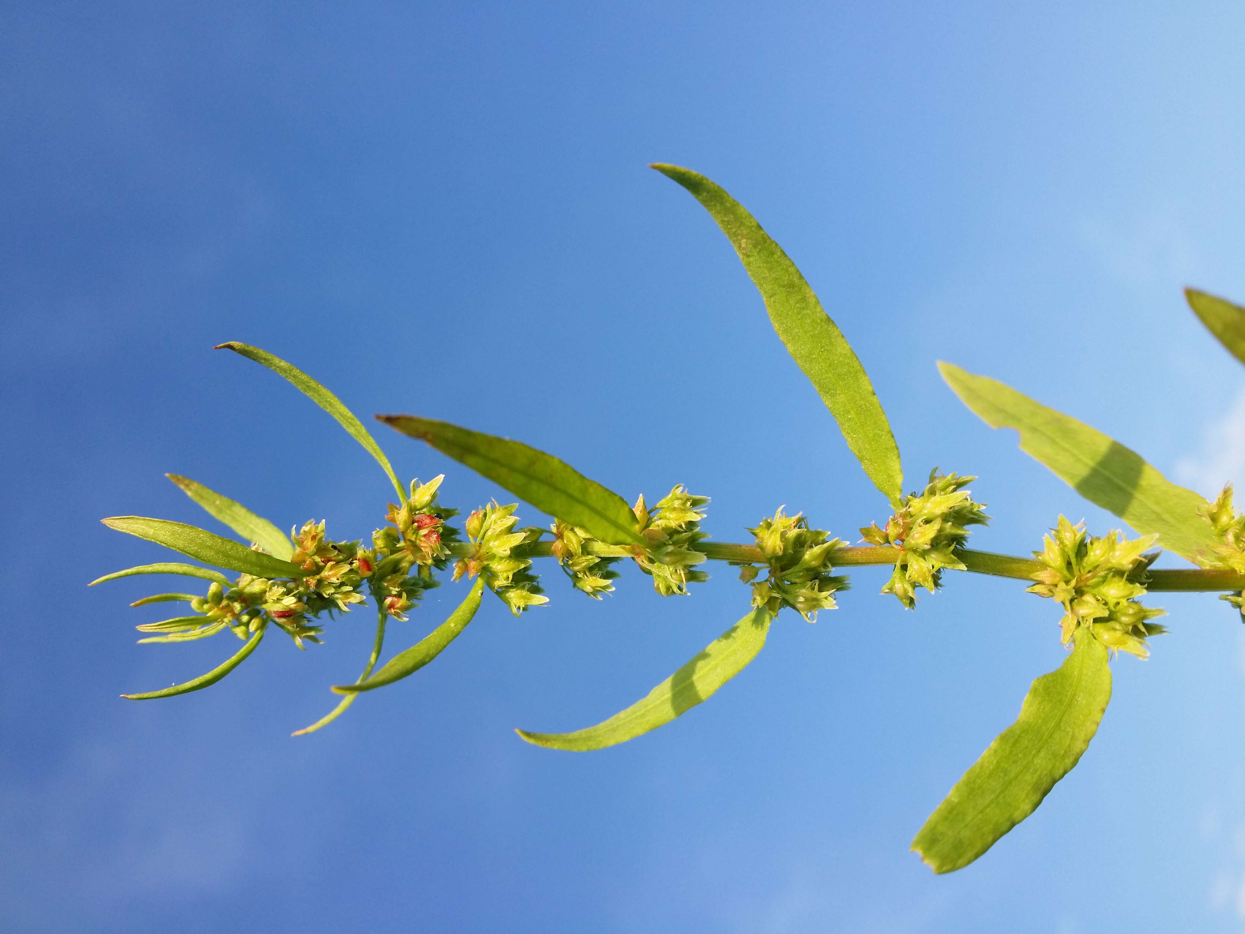 Rumex palustris Sm. resmi