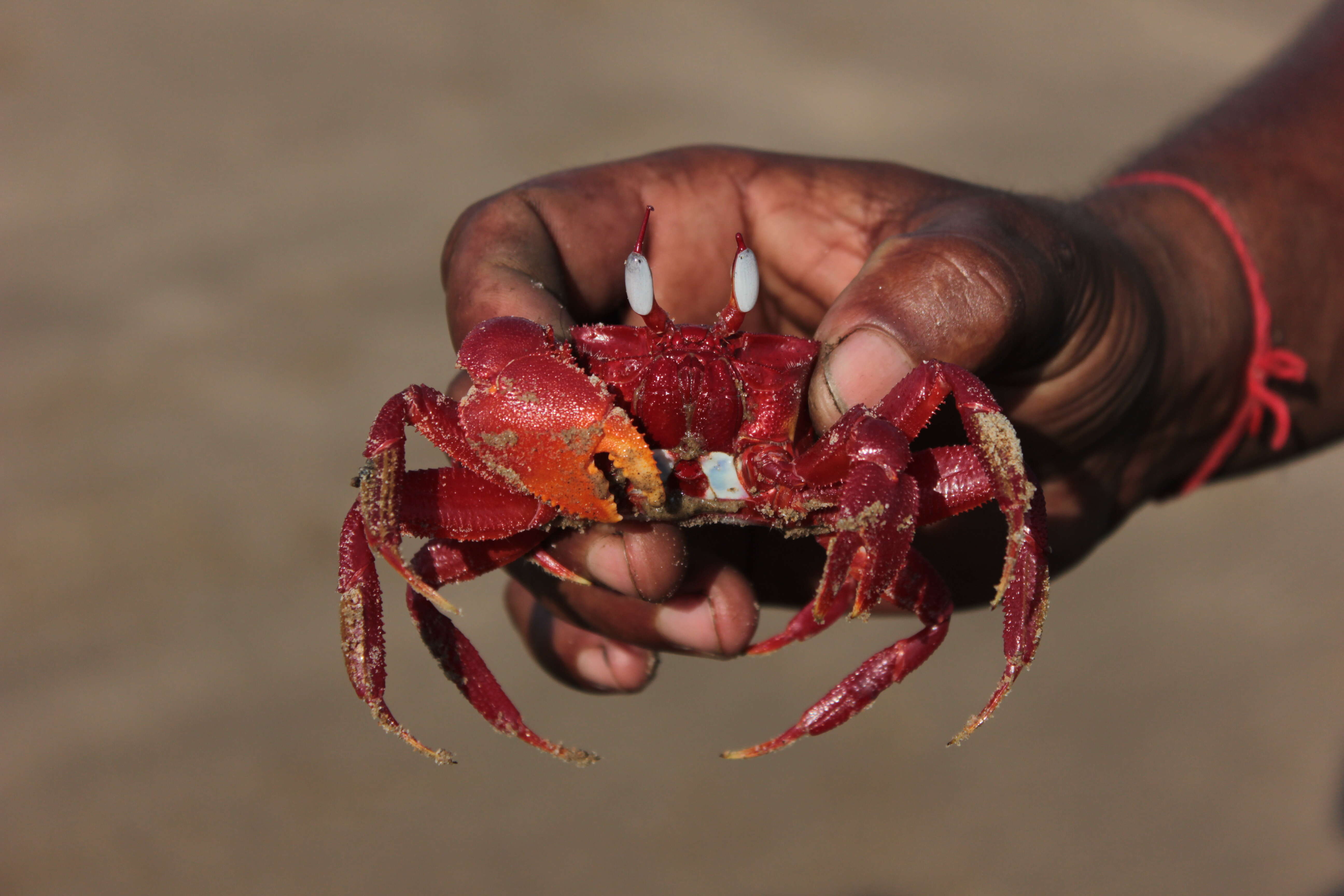 Image of red ghost crab