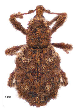 Image of Phrynixus