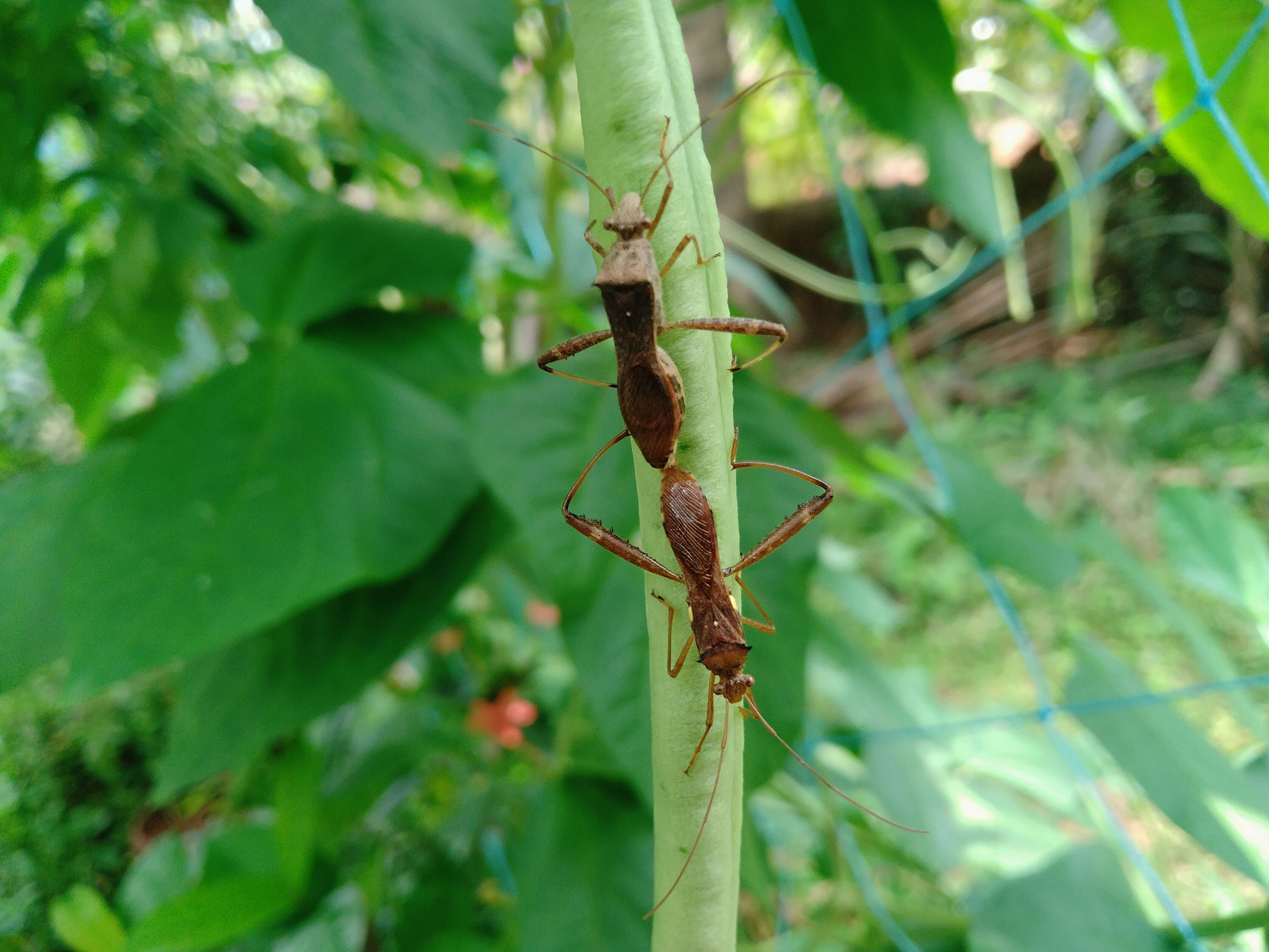 Imagem de Leptocorisa acuta (Thunberg 1783)