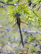 Image of Delicate Emerald