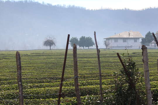 Image of Tea plant