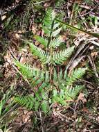 Image of Pteridium esculentum (G. Forst.) Nakai