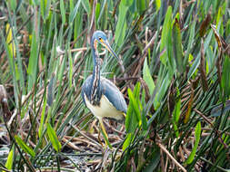 Image de Aigrette tricolore