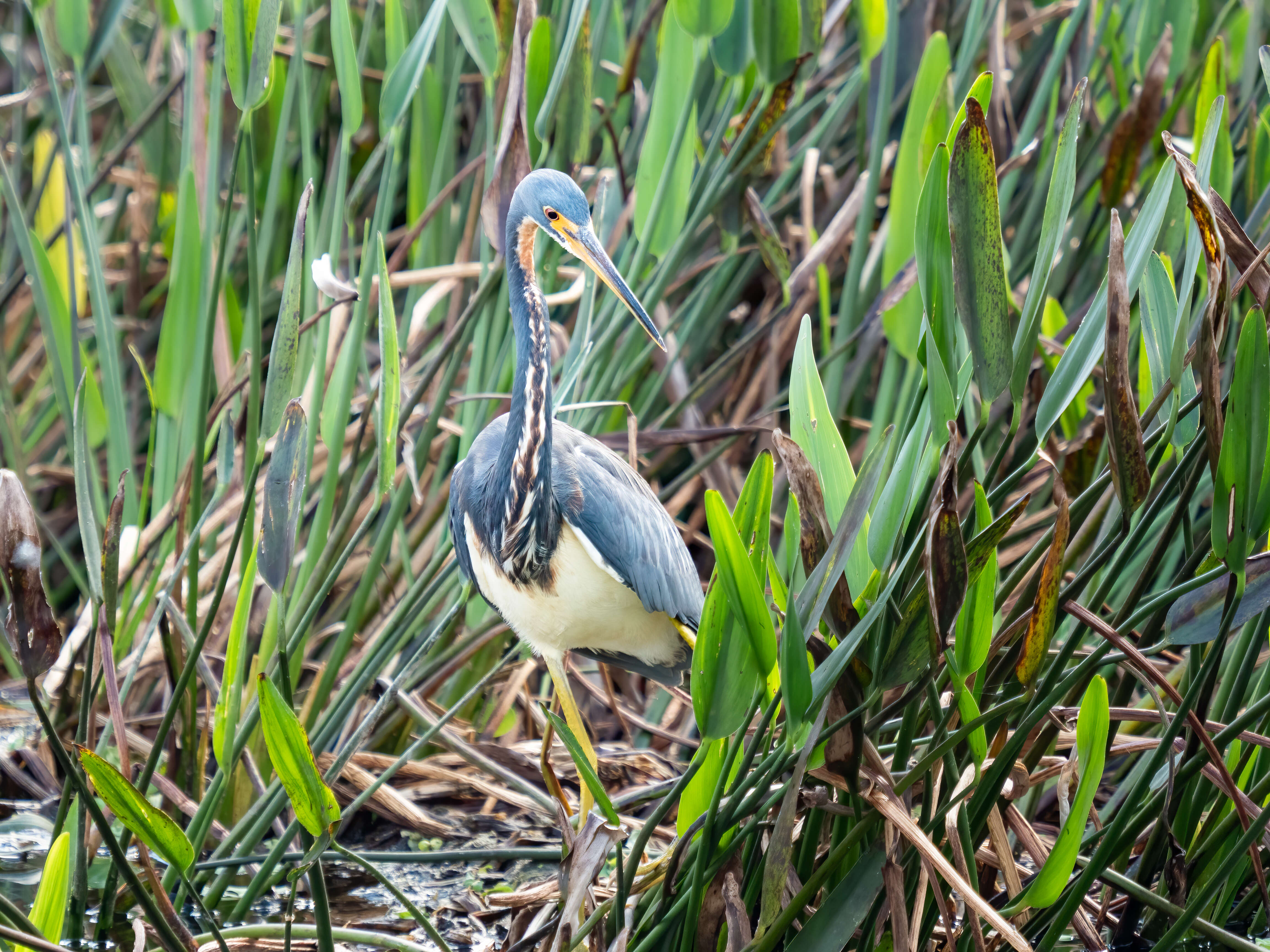 Image de Aigrette tricolore