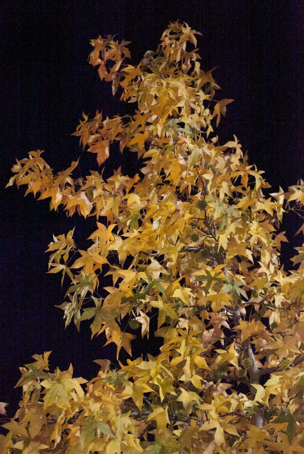 Image of American Sweetgum