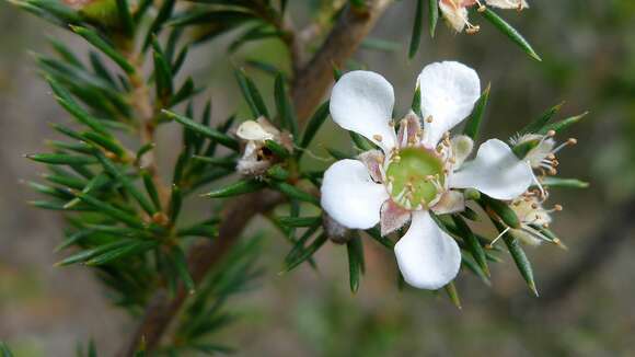 Image of Leptospermum arachnoides Gaertner