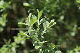 Image of eared willow