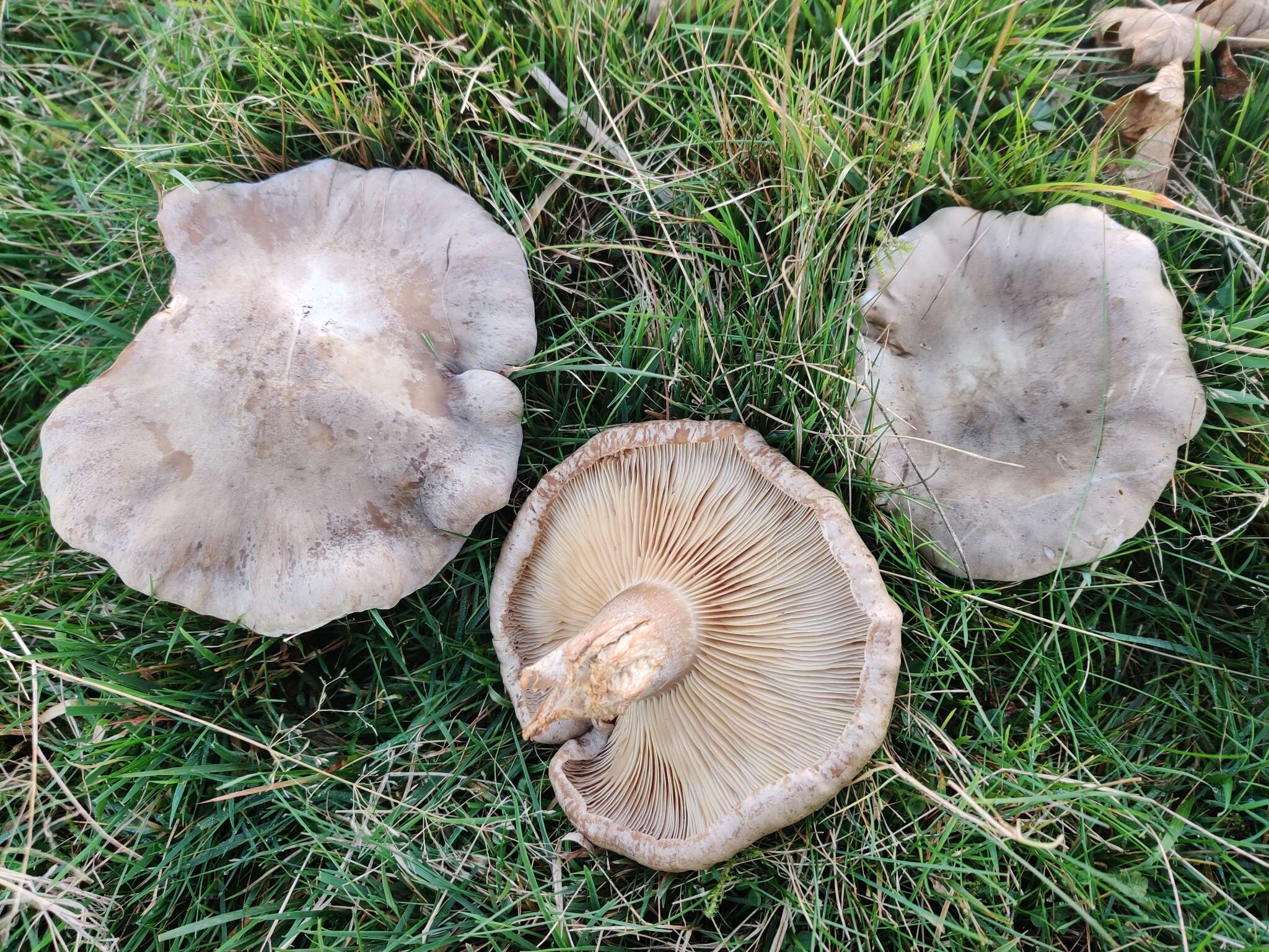 Image of Clitocybe nebularis (Batsch) P. Kumm. 1871