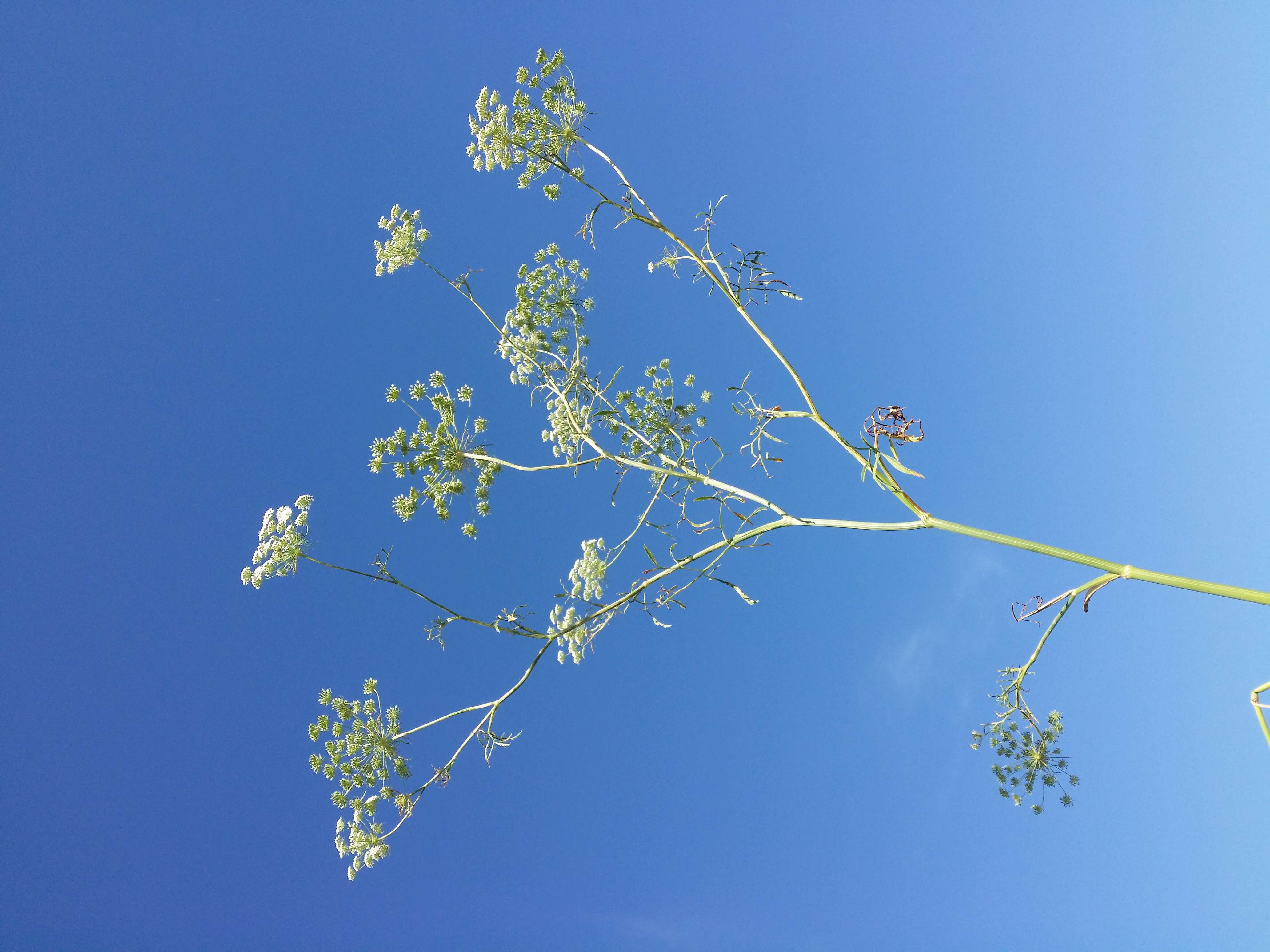 Imagem de Ammi majus L.