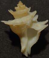 Image of Babelomurex sentix (Bayer 1971)