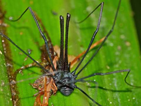 Sivun Pantopsalis albipalpis kuva