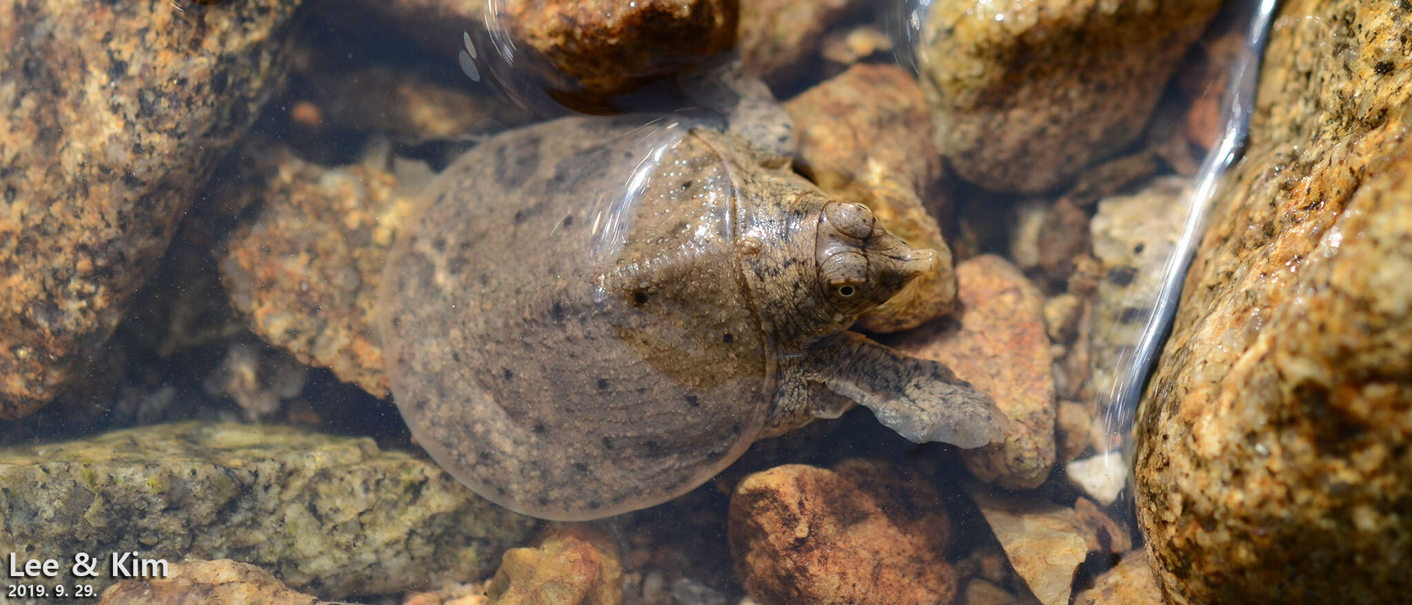 Image of Northern Chinese softshell turtle