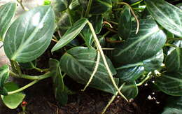 Image of spotted peperomia