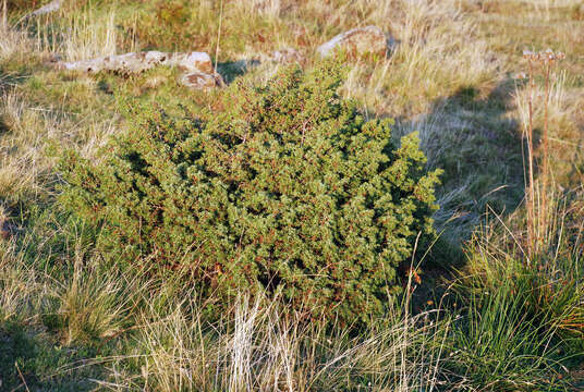 Image of Common Juniper