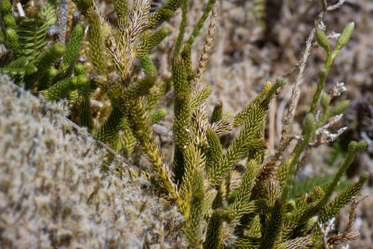 Image of Stag's-horn Clubmoss