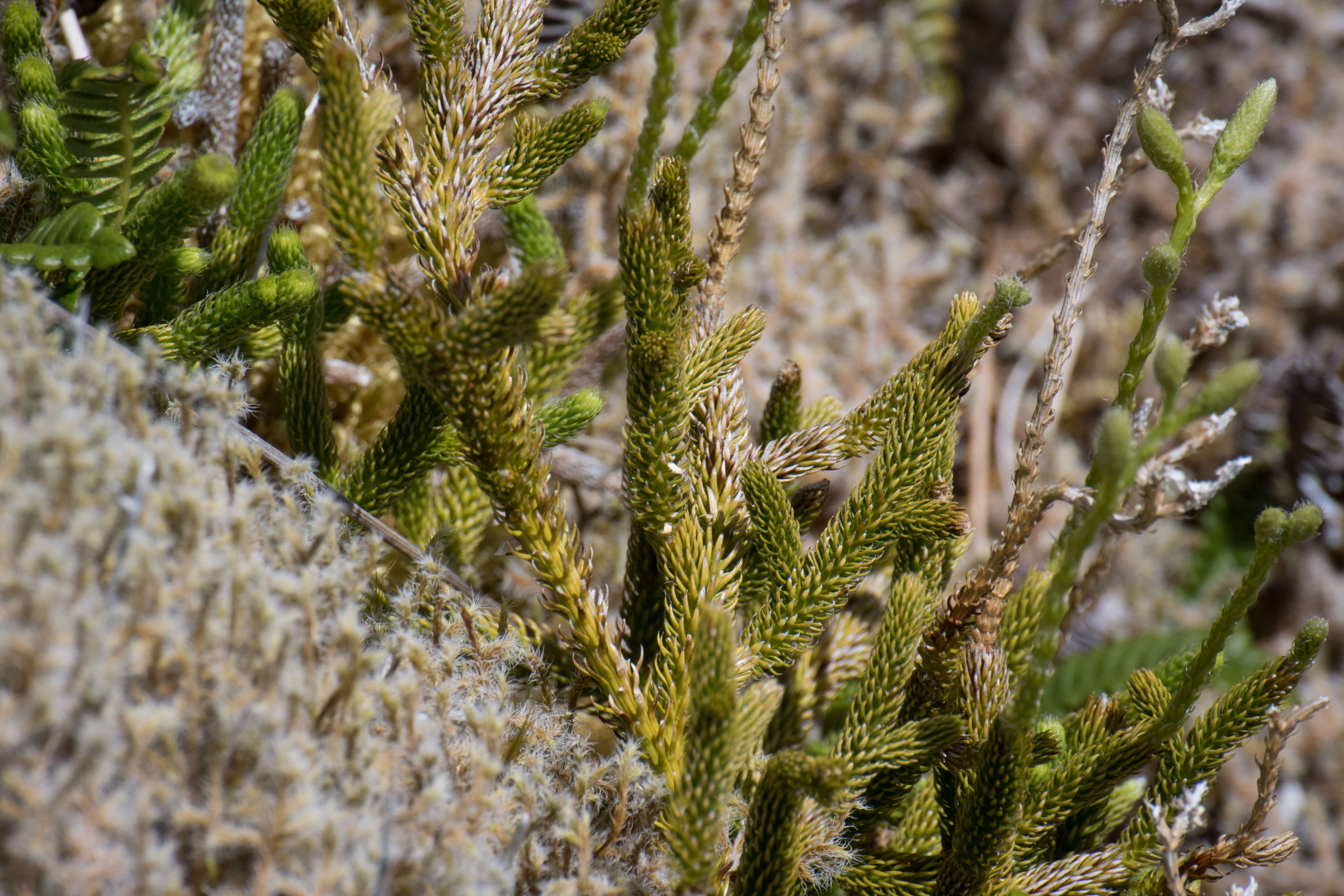 Image de Lycopode en massue