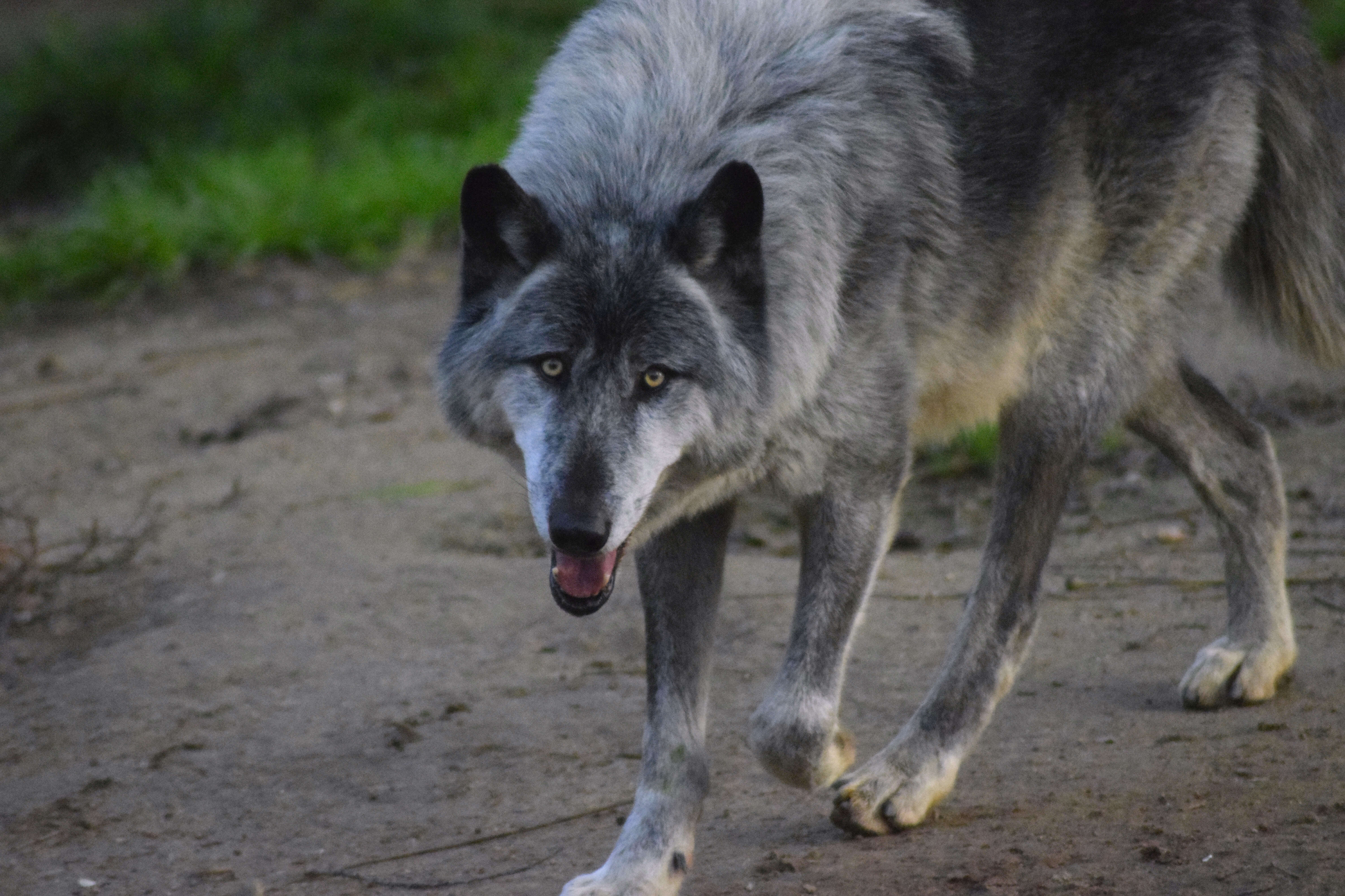 Image of gray wolf