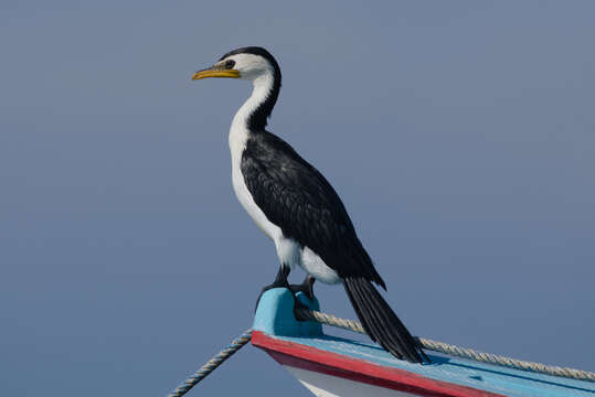 Image of Little Pied Cormorant