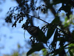 Plancia ëd Parantica pseudomelaneus Moore 1883