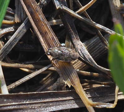 Image of common shorebug